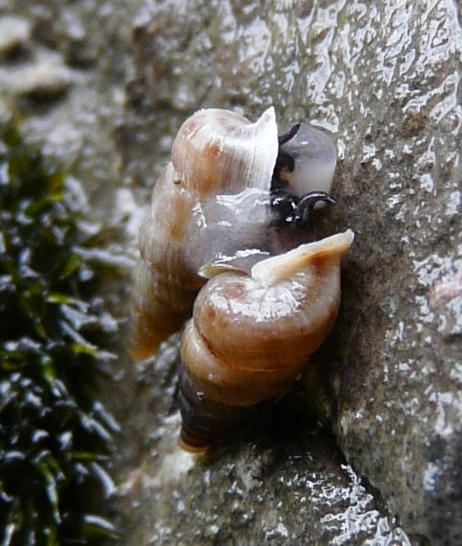 Accoppiamento Cochlostoma philippianum